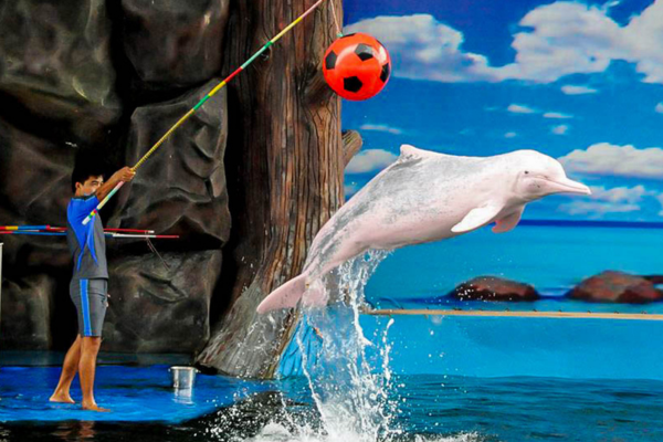 Pattaya Dolphins Family Entertainment Show