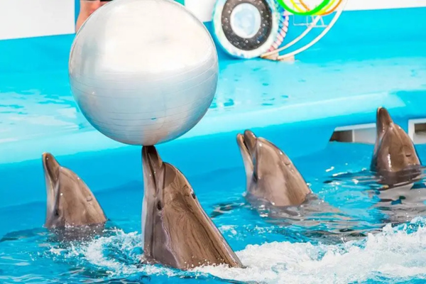 Pattaya Dolphins Family Entertainment Show
