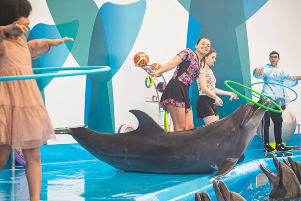 Pattaya Dolphins Family Entertainment Show