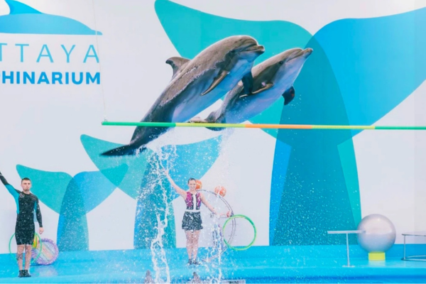 Pattaya Dolphins Family Entertainment Show