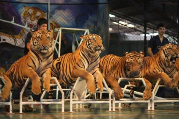 Sriracha Zoo Pattaya Wildlife Experience