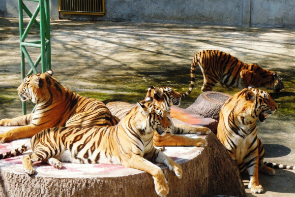 Sriracha Zoo Pattaya Wildlife Experience