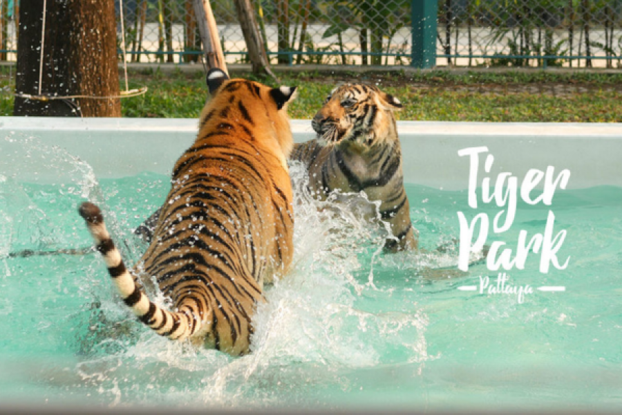 Tiger Park – Big Tiger Experience Pattaya