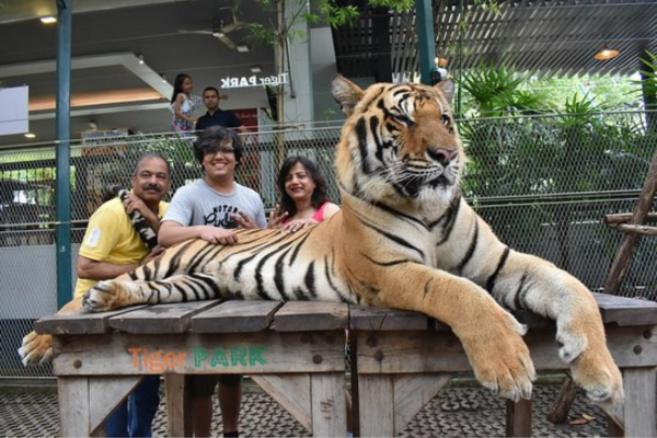 Tiger Park – Big Tiger Experience Pattaya
