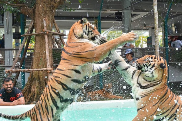 Tiger Park – Big Tiger Experience Pattaya