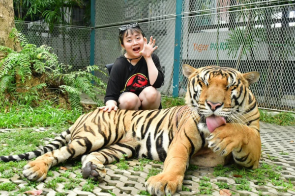 Tiger Park – Big Tiger Experience Pattaya