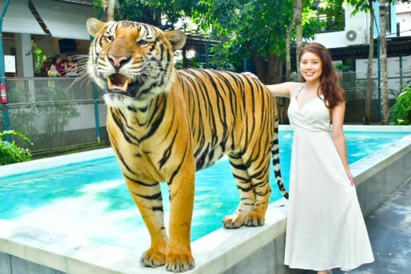 Tiger Park – Big Tiger Experience Pattaya