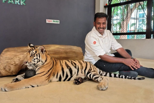 Tiger Park – Medium Tiger Experience Pattaya