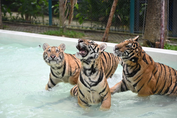 Tiger Park – Medium Tiger Experience Pattaya