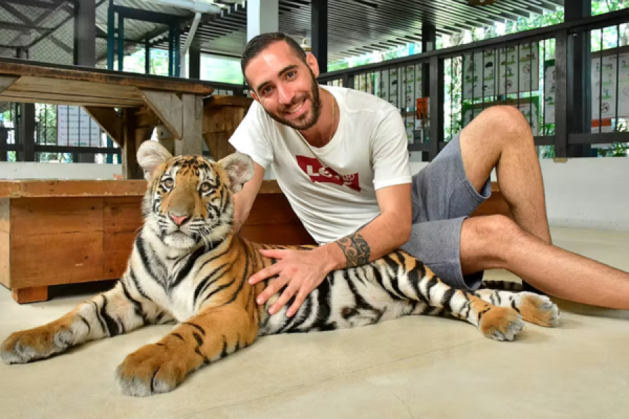 Tiger Park – Medium Tiger Experience Pattaya