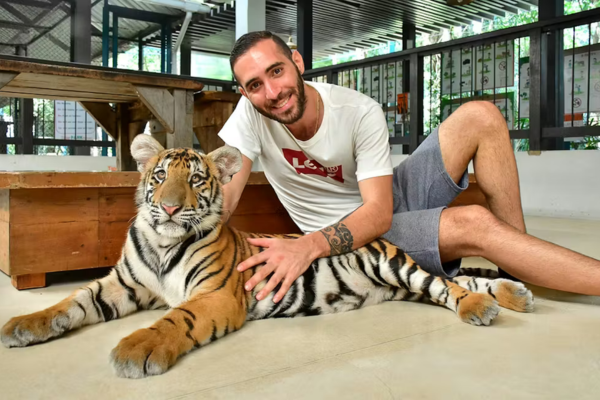 Tiger Park – Medium Tiger Experience Pattaya