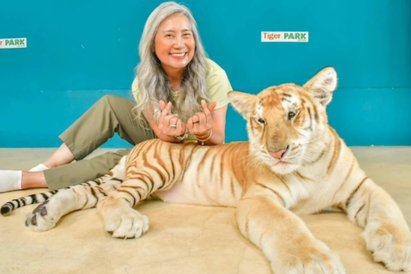 Tiger Park – Medium Tiger Experience Pattaya