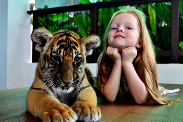 Tiger Park – Small Tiger Experience Pattaya