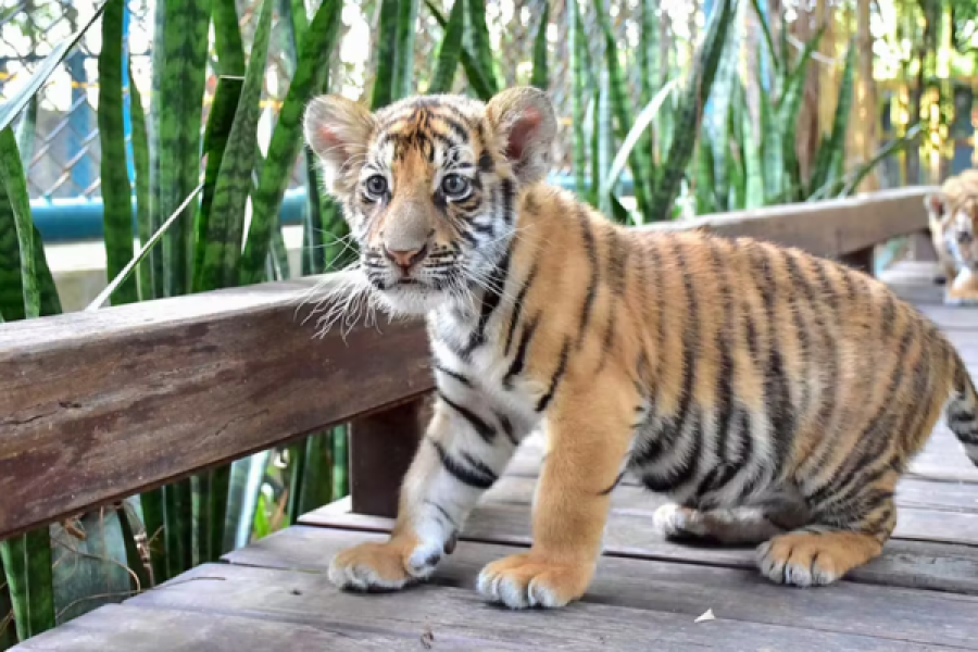 Tiger Park – Small Tiger Experience Pattaya