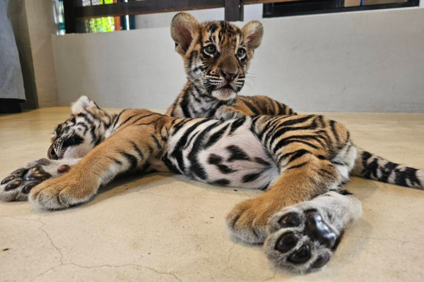 Tiger Park – Small Tiger Experience Pattaya