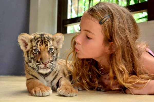 Tiger Park – Small Tiger Experience Pattaya