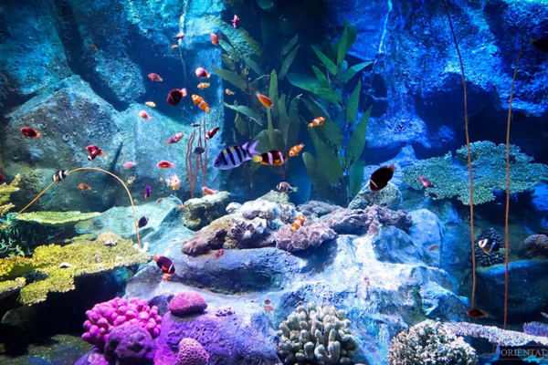 Underwater World Marine Experience