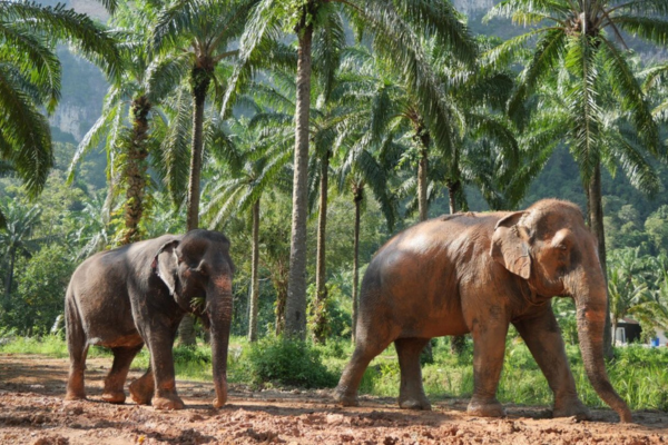 Elephant Sanctuary Krabi – Feed & Photo