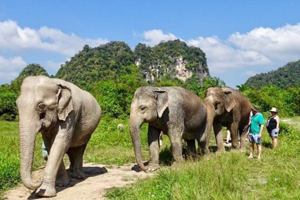 Elephant Sanctuary Krabi – Feed & Photo