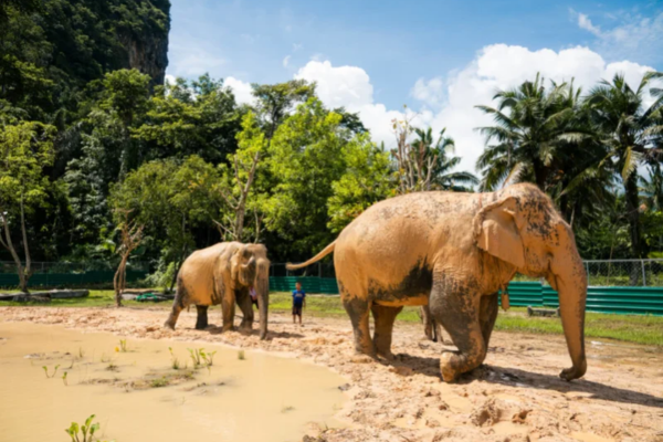 Elephant Sanctuary Krabi – Feed & Photo