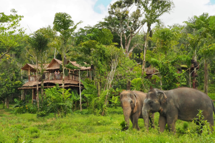 Elephant Trekking Phuket – 45 Minutes Ride