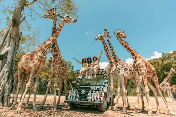 Amazing Kanchanaburi Safari Park
