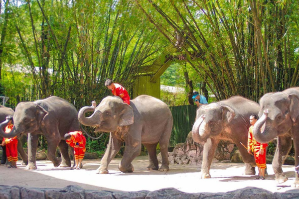 Amazing Kanchanaburi Safari Park