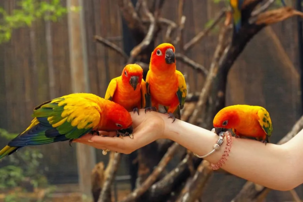 Amazing Phuket Bird Park