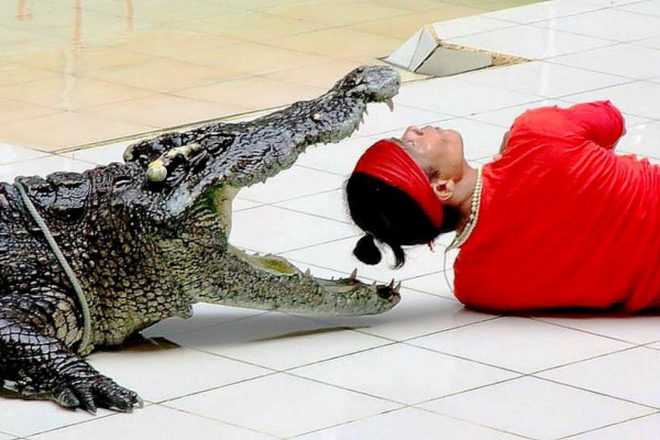 Experience Crocodile Show – Phuket