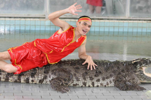 Experience Crocodile Show – Phuket