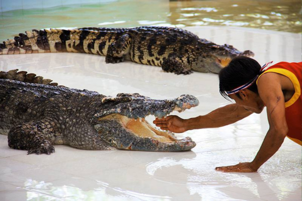 Experience Crocodile Show – Phuket