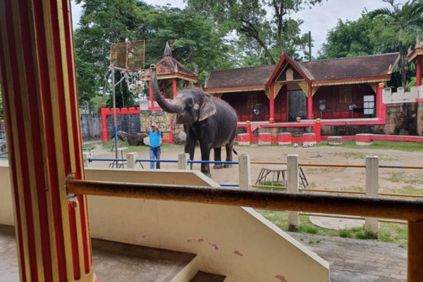 Elephant Show – Phuket