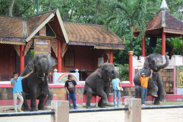 Elephant Show – Phuket