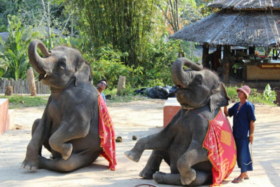 Elephant Show – Phuket