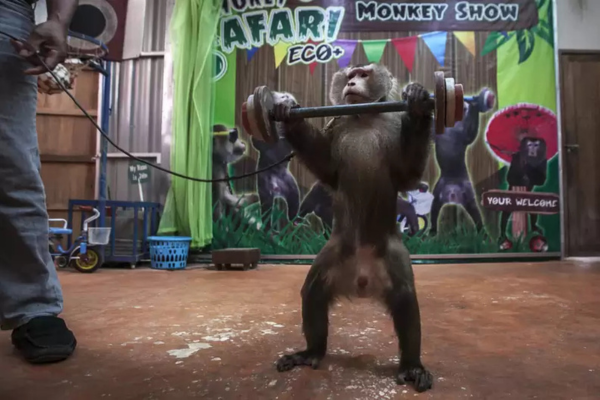 Amazing Phuket Monkey Show