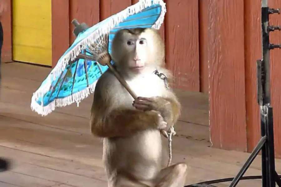 Amazing Phuket Monkey Show