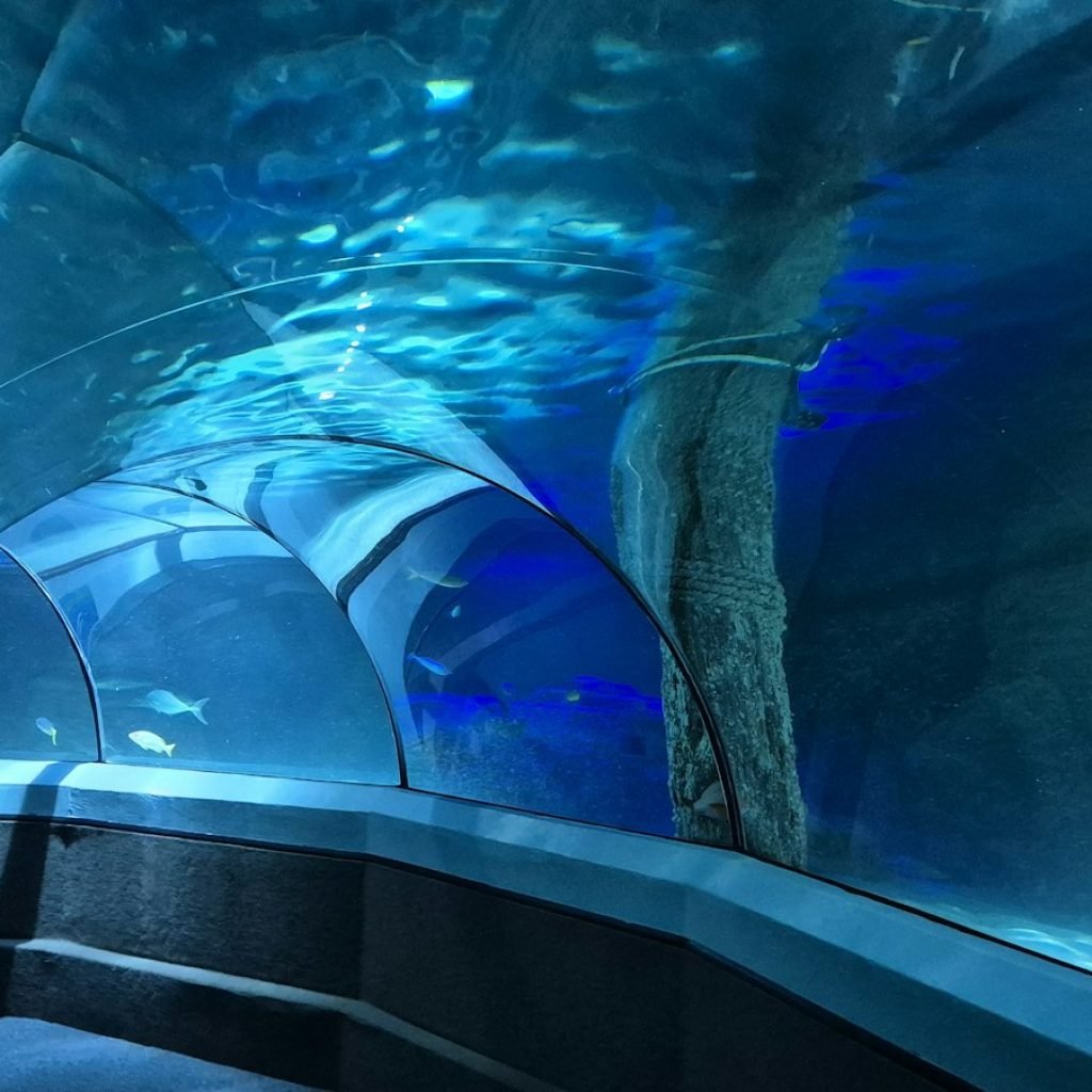 Underwater tunnel with fish swimming around
