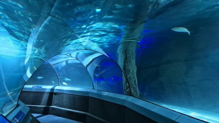 Underwater tunnel with fish swimming around