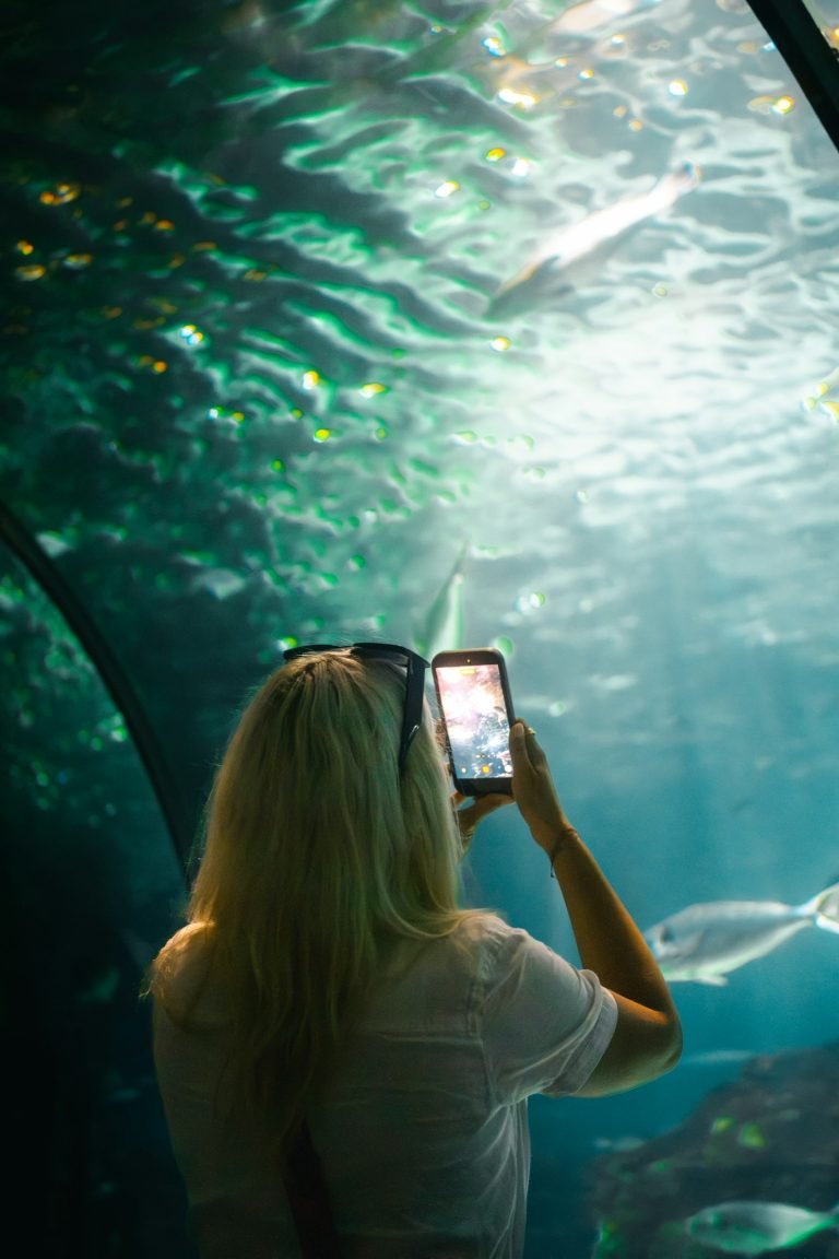 Photographing fish in an aquarium tunnel