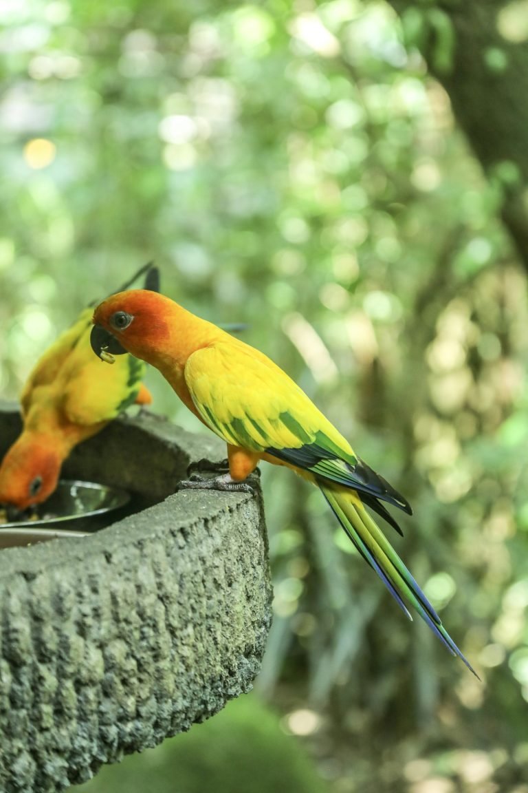 Two red and yellow birds