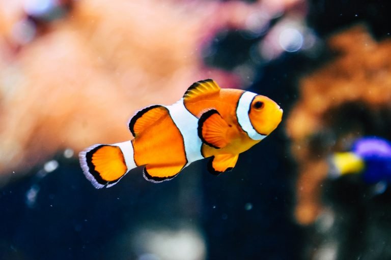 Clownfish