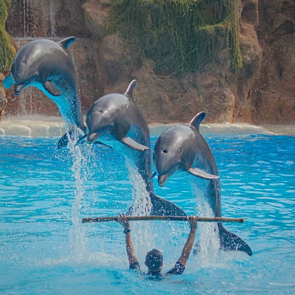 Three dolphins jumping over a trainer