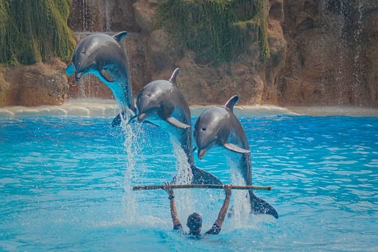 Three dolphins jumping over a trainer