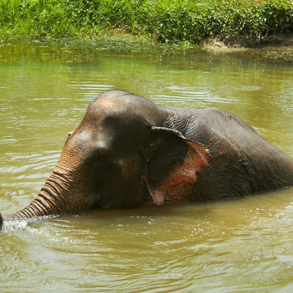 Elephant bathing in the water