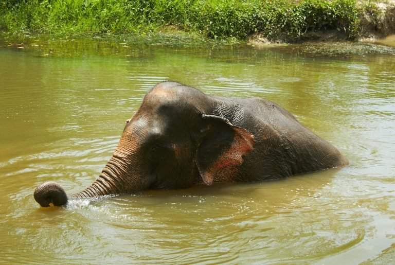 Elephant bathing in the water