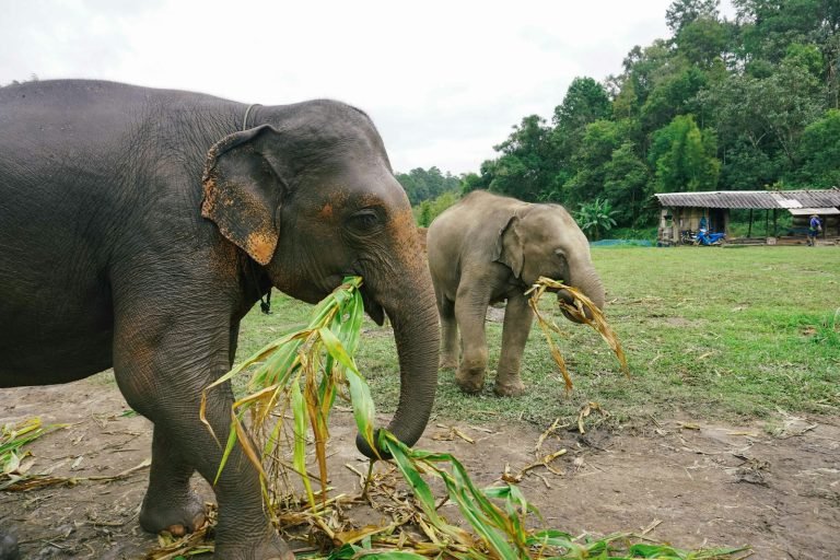 Two elephants in a green field