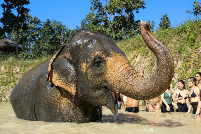 Visitors watching an elephant in the water