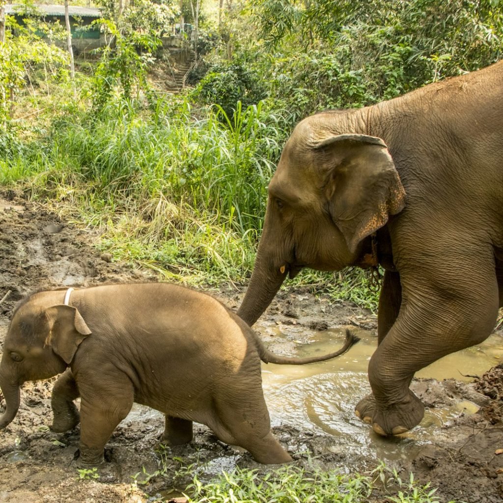 Elephant walking through a river