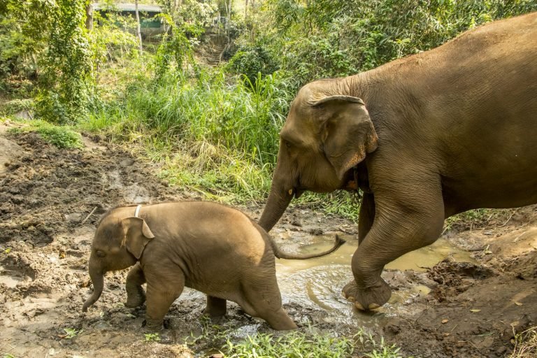 Elephant walking through a river