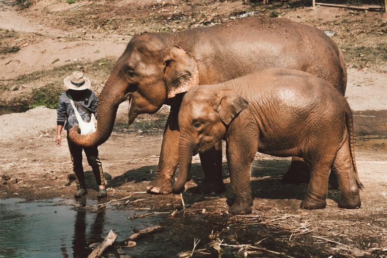 Two elephants by the water with their keeper
